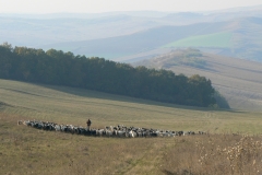 Onze kudde geiten met herder in Porumbac (2009)